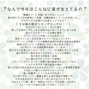 ブルーベリー狩り関東東京シバブルsibaburuしばぶる